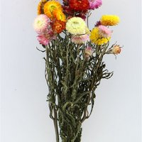Strohblumen - Helichrysum Mix - getrocknete Blüten
