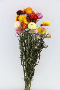 Strobloemen - Helichrysum Mix - droogbloemen