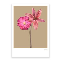 Vibrant pink flowers with delicate petals on a neutral background.