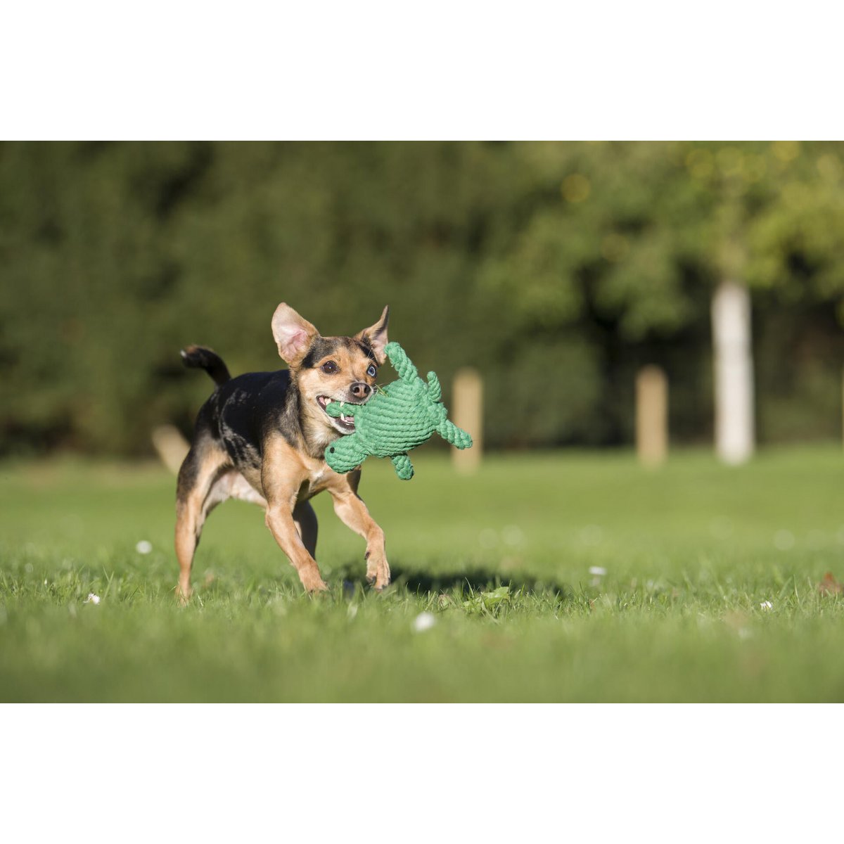 Tina Turtle - giocattolo cult per cani