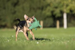 Tina Turtle - kultlegetøj til hunde