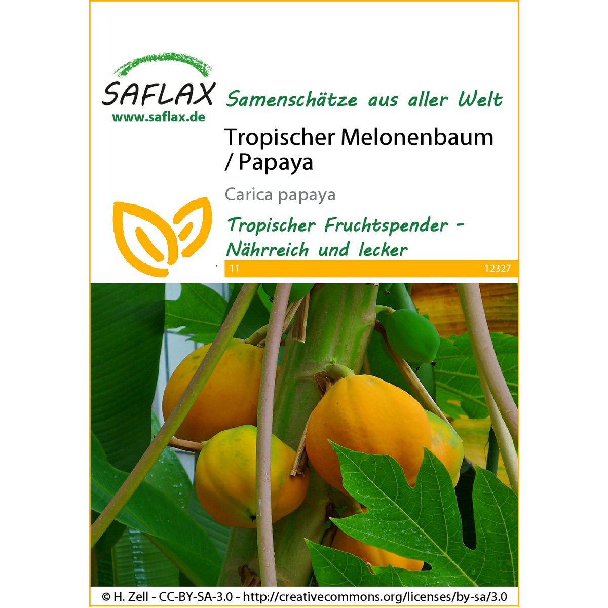 Tropikalne melonowe drzewo / papaja