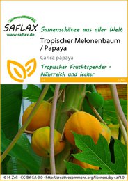 Árbol de melón tropical / papaya
