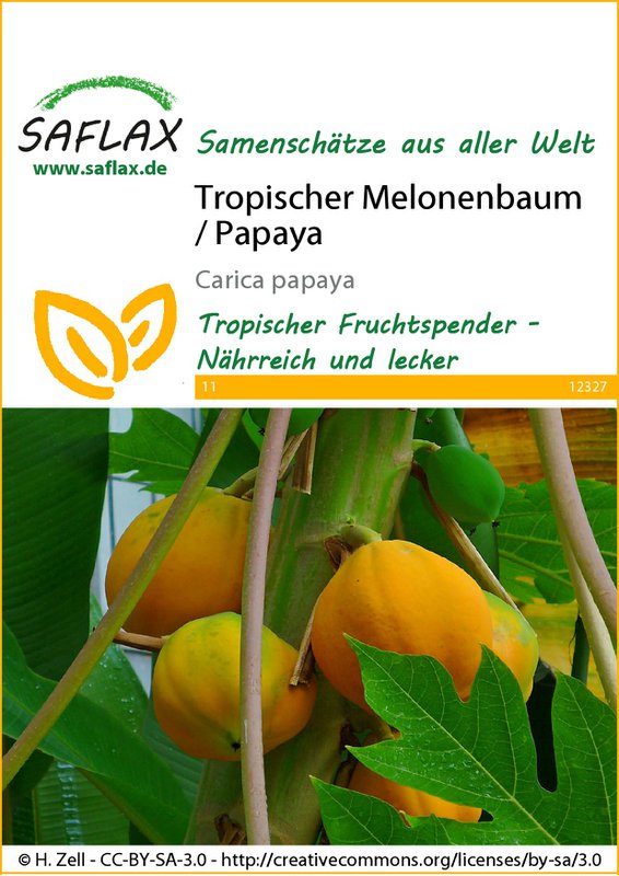Tropisk melontræ / papaya