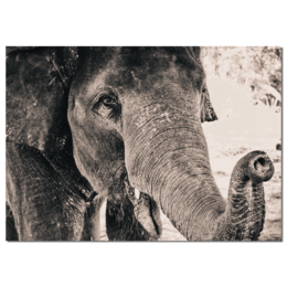 Label2X