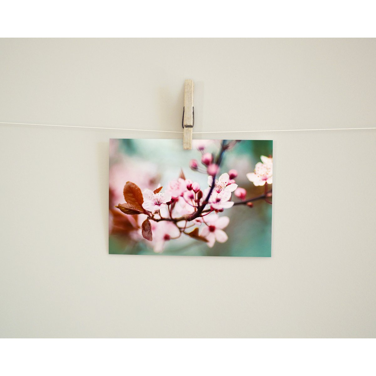 Postkarte Grußkarte Pflaumenblüte (PK_055)