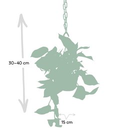 Epipremnum Marble Queen - Scindapsus - Ø15cm - ↕25cm