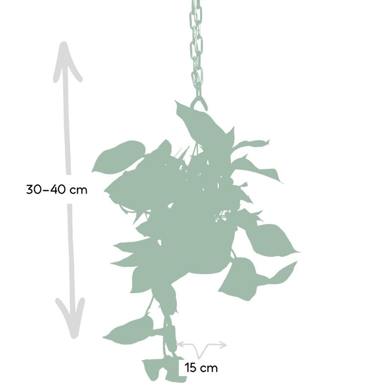 Epipremnum Marble Queen - Scindapsus - Ø15cm - ↕25cm