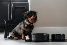 Ciotola per cani Etna Nera