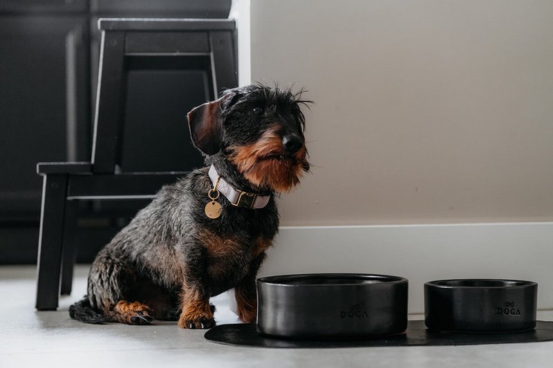 Ciotola per cani Etna Nera