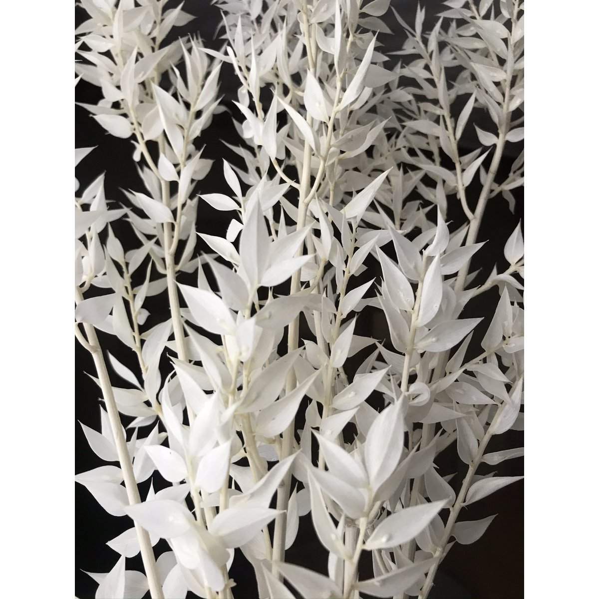 Ruscus Blanqueado 5 tallos