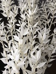 Ruscus Blanqueado 5 tallos