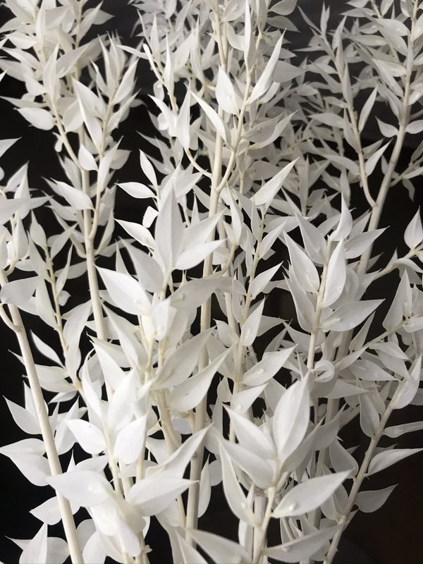 Ruscus Blanqueado 5 tallos