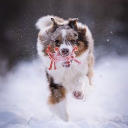 Kristof Krabbe - cult toy for dogs