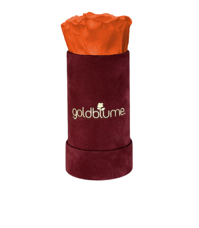 Velvet Bordeaux Collection