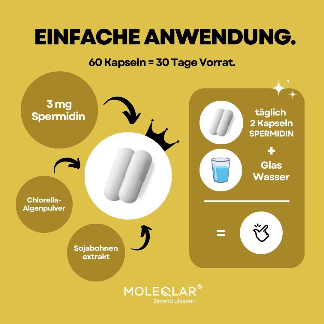 espermidina