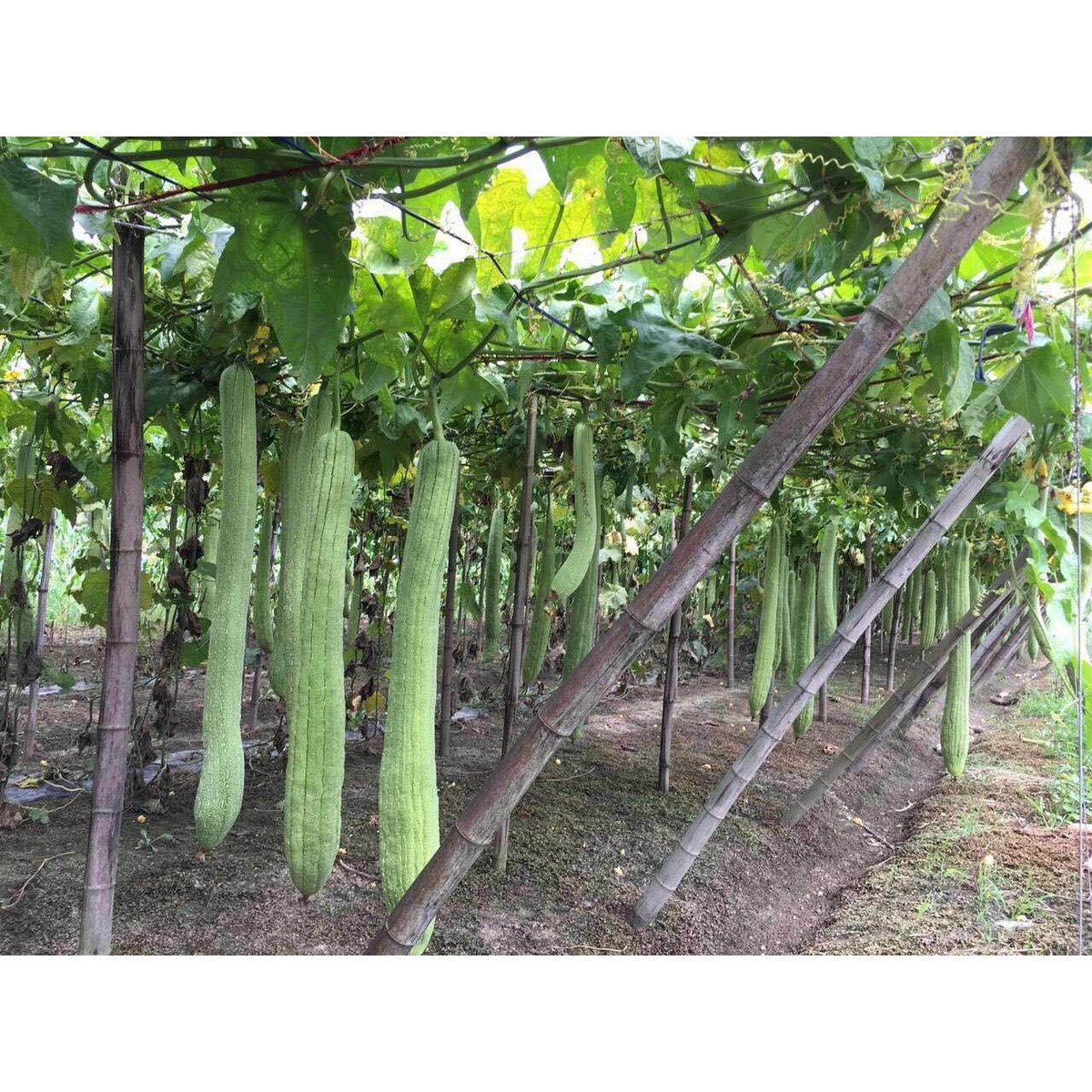 Luffa 20-30 cm