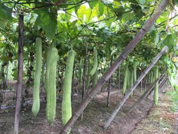 Luffa 20-30 cm