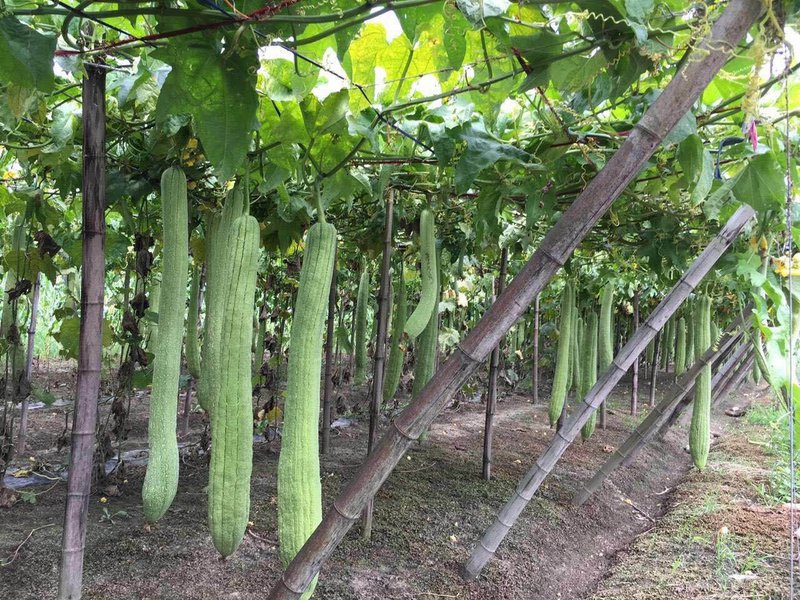 Luffa 20-30 cm