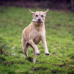 Bonnie Bone - Kult-Spielzeug für Hunde