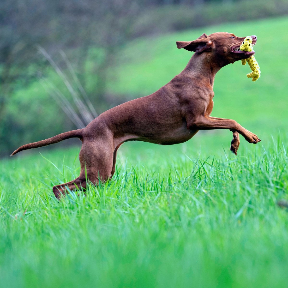 Greta Giraffe - cultspeelgoed voor honden