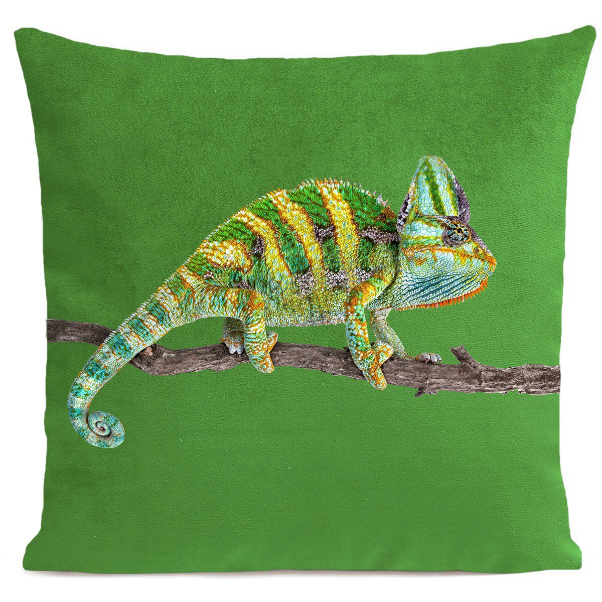 Kissenreptil, Chamäleon