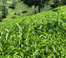 High Mountain Oolong nr 17 - premium loose tea