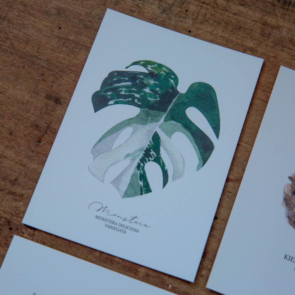 Postal Monstera