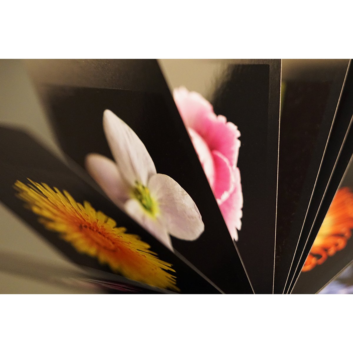 Flamboyant Flowers
