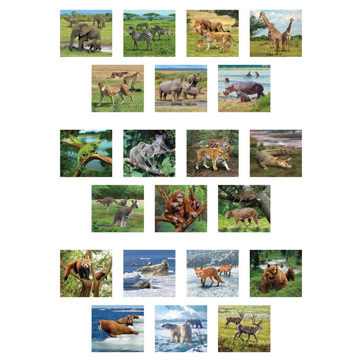 3D Viewer - Wild Animals