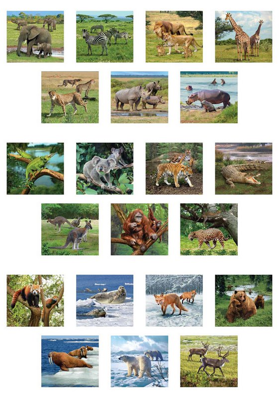 Visor 3D - Animales salvajes