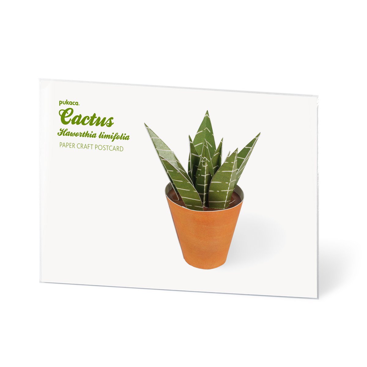 Haworthia limifolia Carte postale