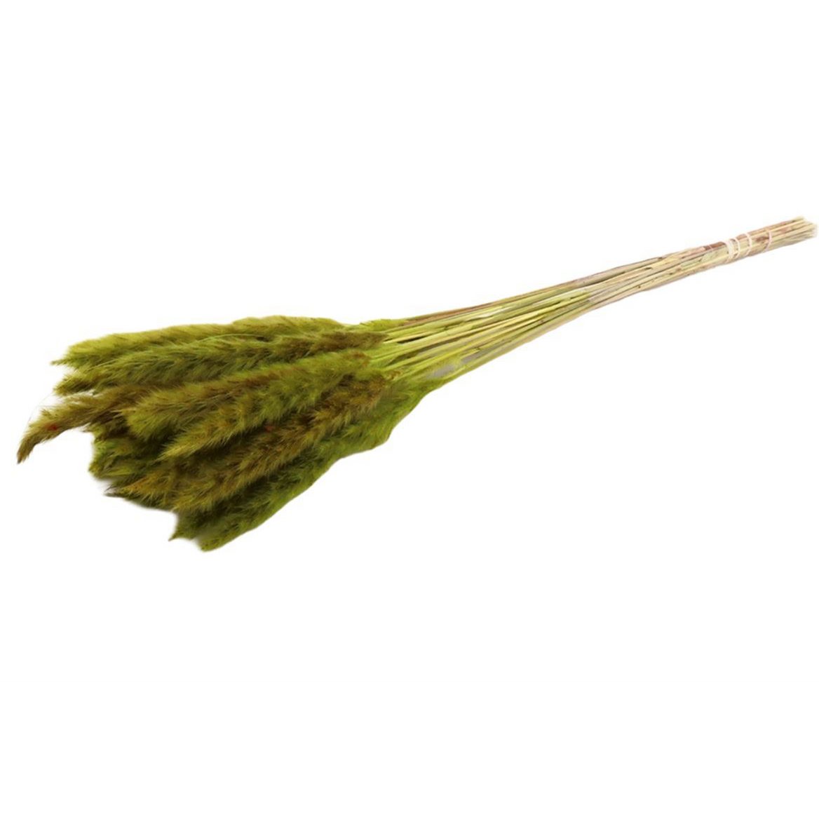 Flauschige Pampa - pro Bund - 70 cm - grün - getrocknete Blüten