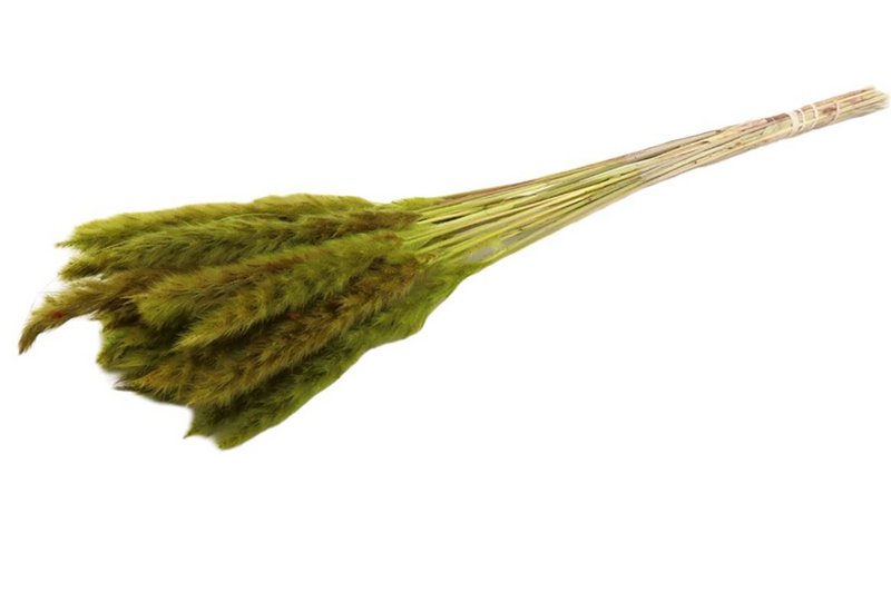Flauschige Pampa - pro Bund - 70 cm - grün - getrocknete Blüten