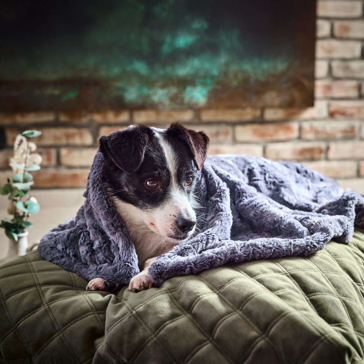 COZY Kuscheldecke für Hunde