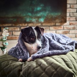 COZY Kuscheldecke für Hunde