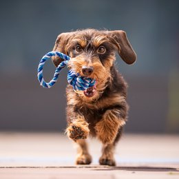 Mini sling ball - cult toy for dogs