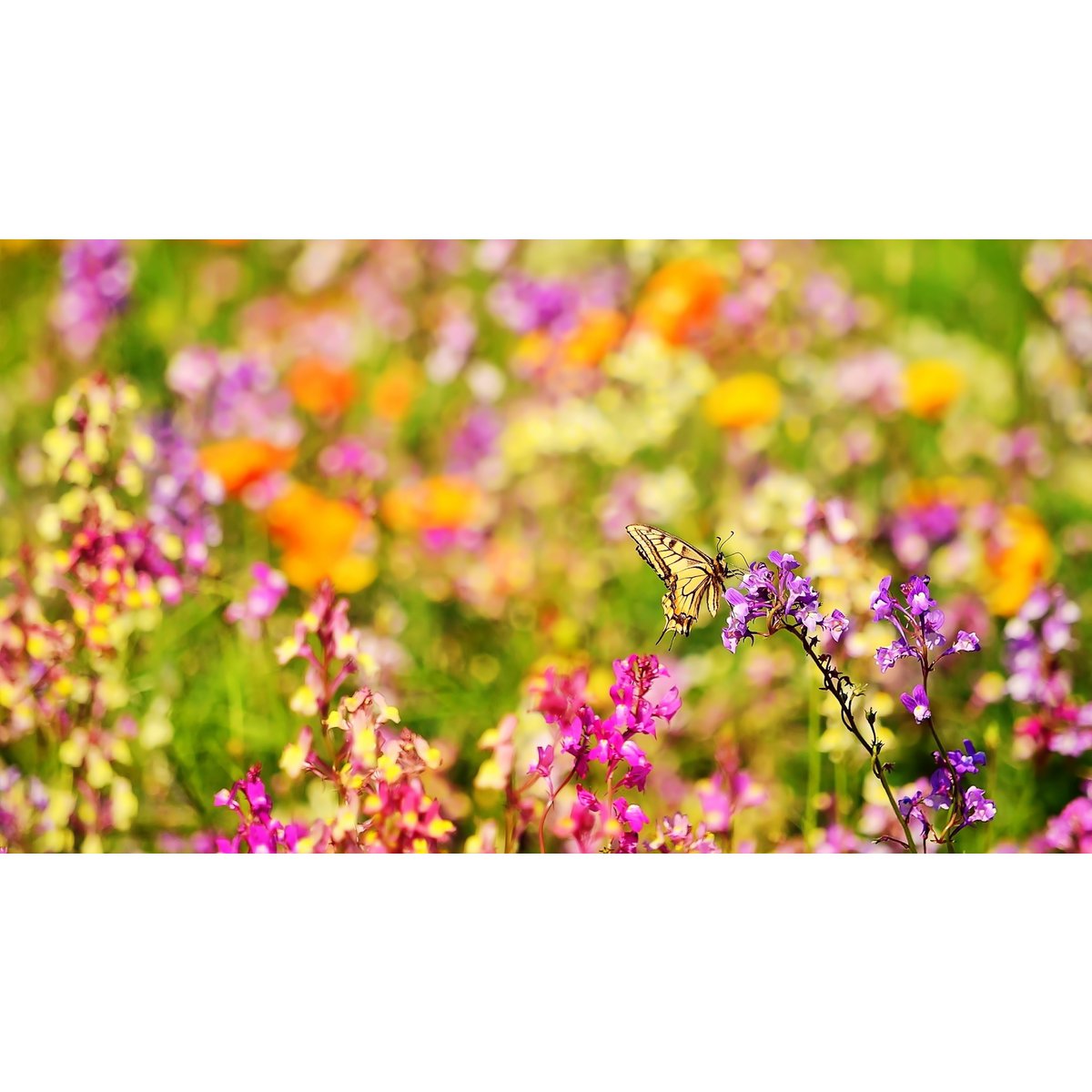 Züchten Sie Ihre eigenen Schmetterlingsblumen – nachhaltige Gärtnerei in recycelter Tüte