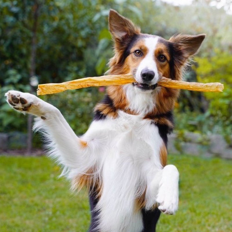 Hundesnack hundemakaroni 5 stk. × 20