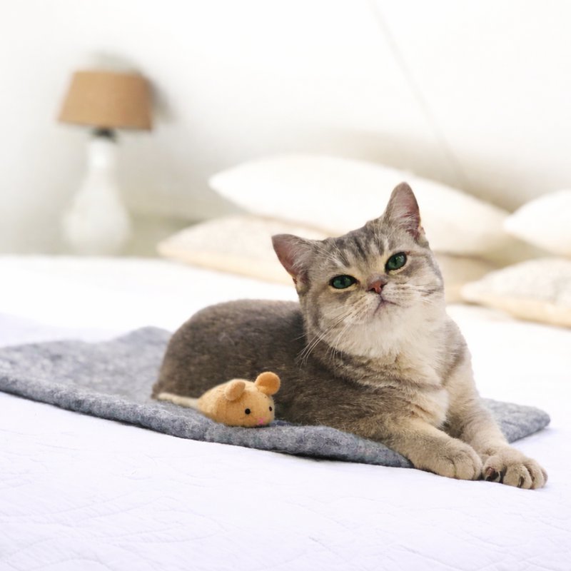Cattoy small crème