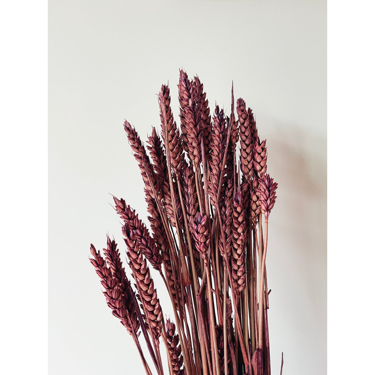 Weizenlila Trockenblumen