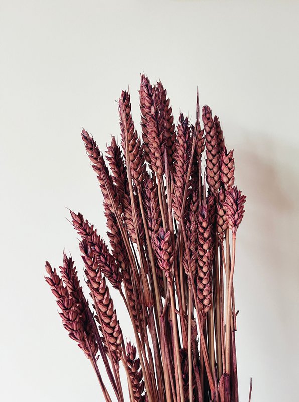 Weizenlila Trockenblumen