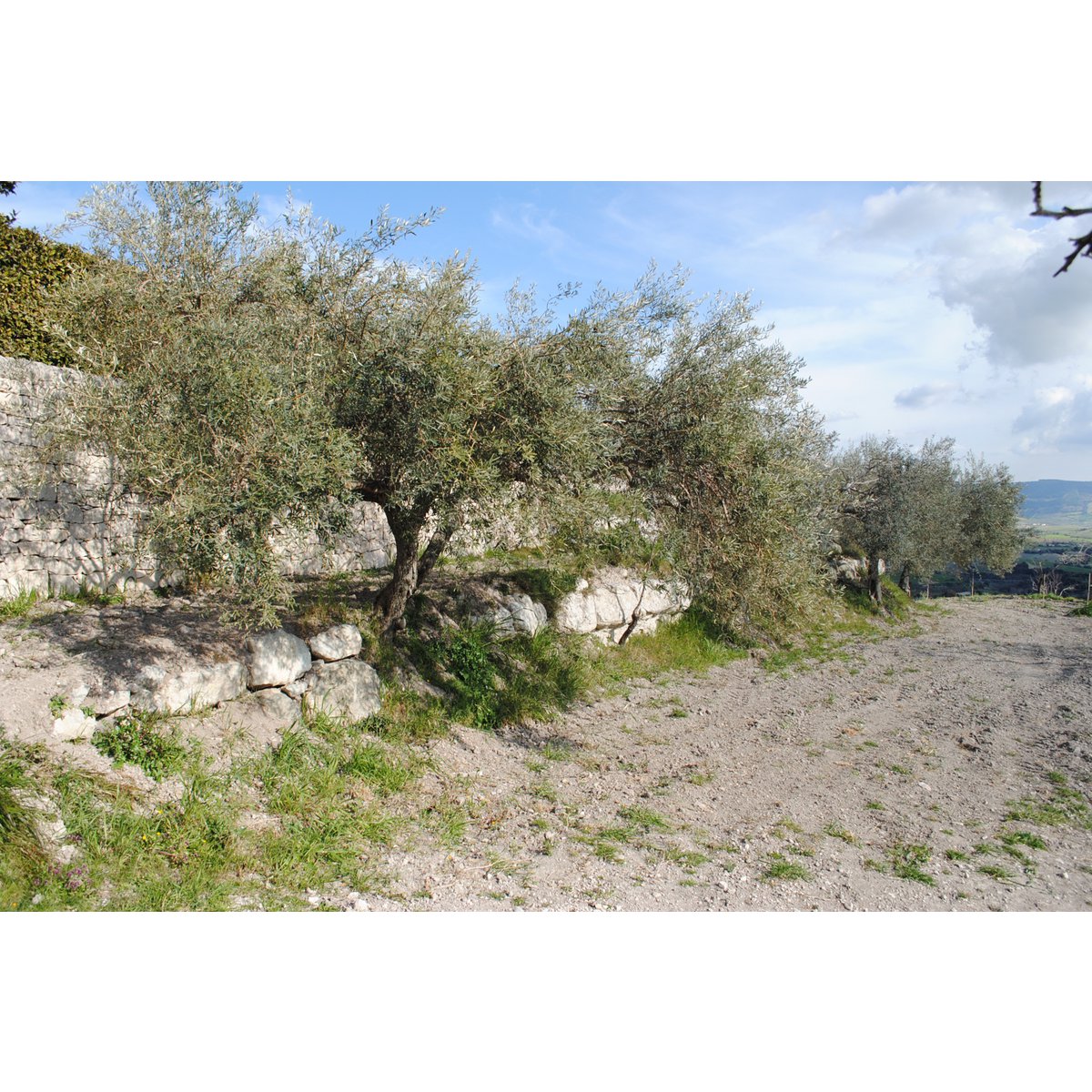 ITALIA | SICILIA | Extra Virgin Olive Oil - il SALTO | 250 ml