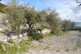 ITALIA | SICILIA | Extra Virgin Olive Oil - il SALTO | 250 ml