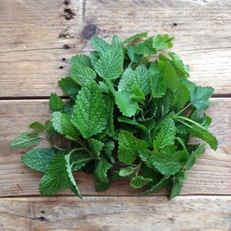 Citronmelisse Quedlinburger Niederliegende