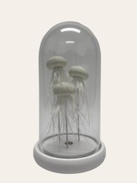 Witte Kwallen（YF-02-KWAL-WIT-LED）