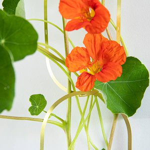 Climbing Blooms Seed Mix
