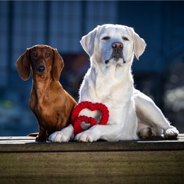 Hertha Heart - Liebe zum Kauen