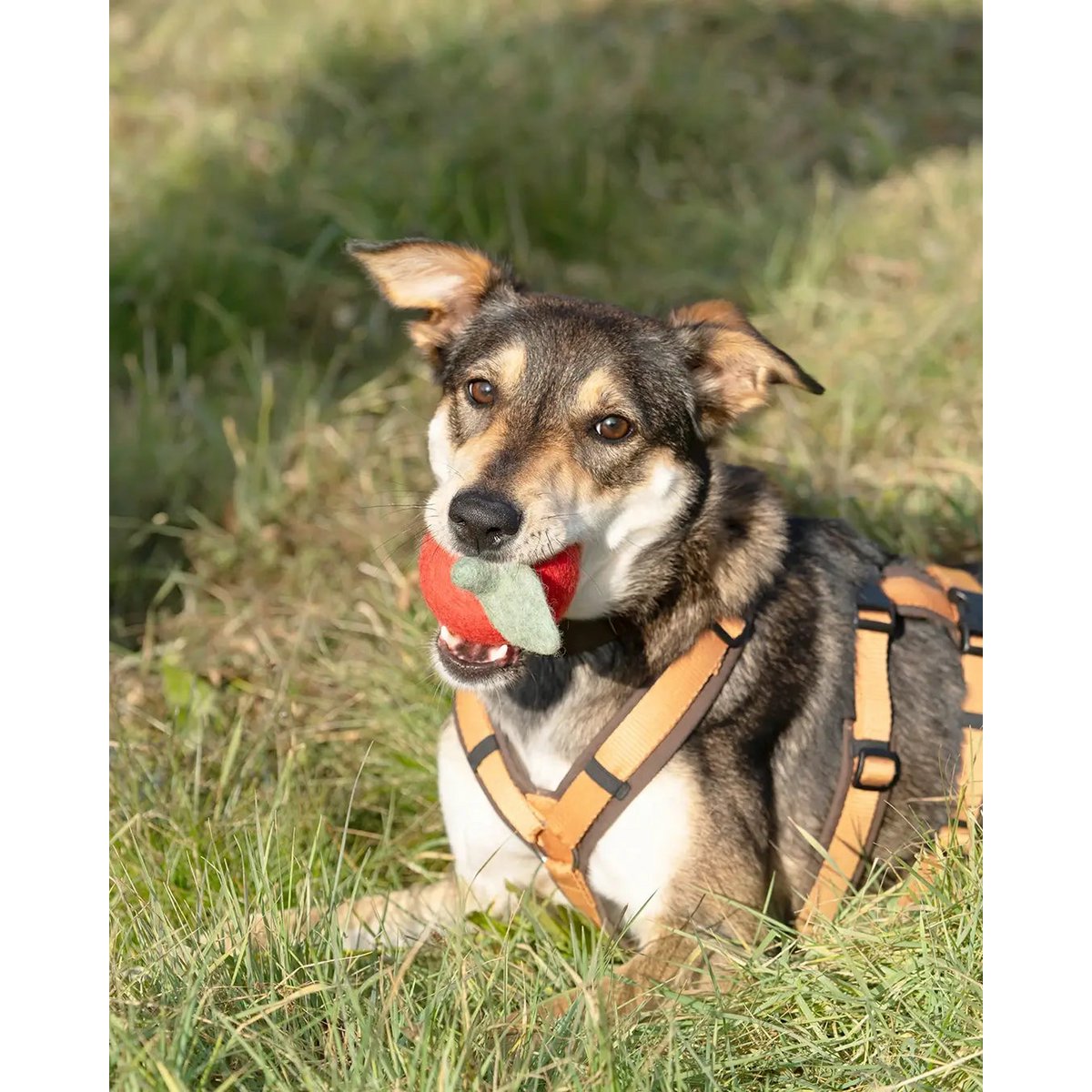 Compañero. Juguetes para perros de Wollfilz "Apfel"