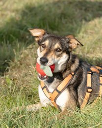 Buddy. Dog toys from Wollfilz "Apfel"